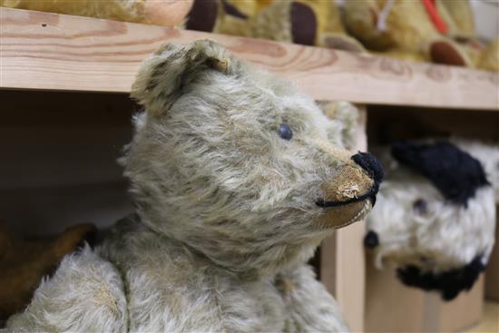 A Steiff centre seam bear, 20in.